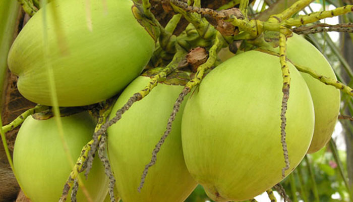 ডাবের পানির উপকারিতা