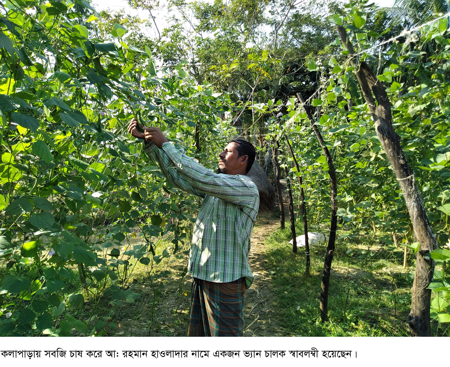 সবজি চাষে ভ্যান চালক স্বাবলম্বী