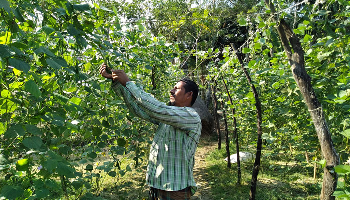 সবজি চাষে ভ্যান চালক স্বাবলম্বী