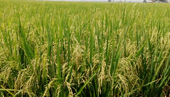 করোনায় কৃষি শ্রমিক সংকটের আশংকা