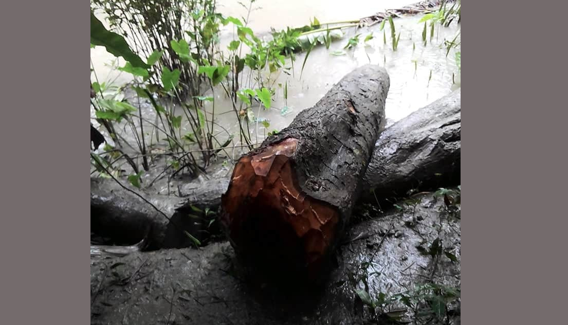 পাথরঘাটায় বনদস্যুদের হাতে উজাড় হচ্ছে বন