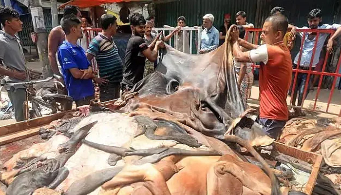 কোরবানির প্রতি বর্গফুট গরুর চামড়া ৫২ ও খাসি ‌১৮ টাকা নির্ধারণ