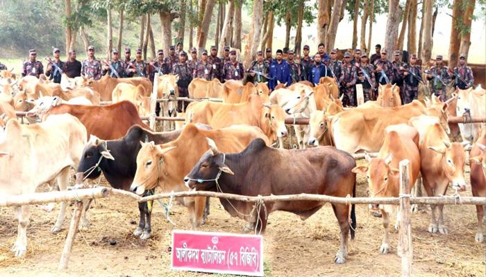 কোটি টাকার চোরাই গরু জব্দ