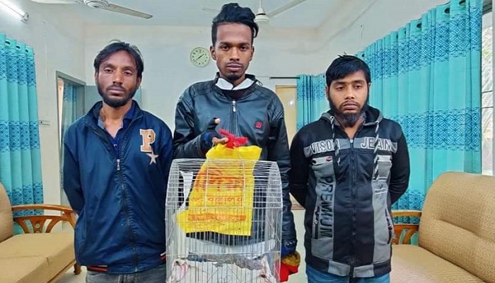 নালিতাবাড়ীতে তক্ষকসহ গ্রেপ্তার ৩