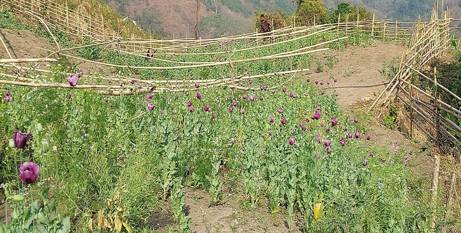 থানচিতে ফের ৪৫ একর পপি খেত ধ্বংস