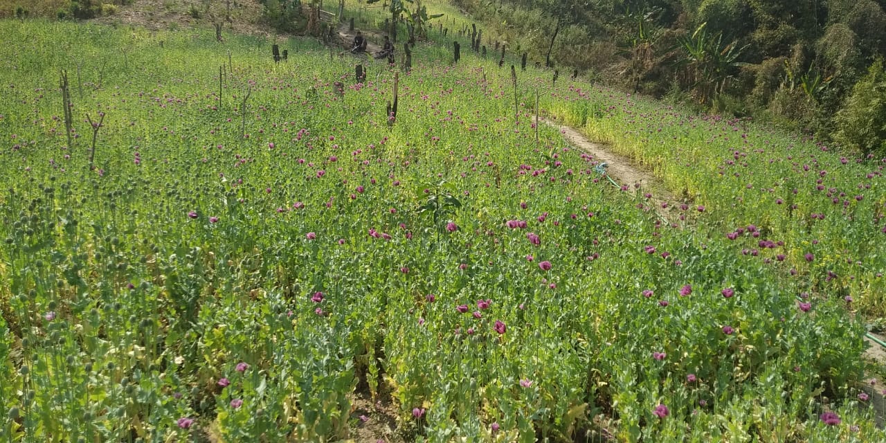 থানচিতে ফের ৪৫ একর পপি খেত ধ্বংস