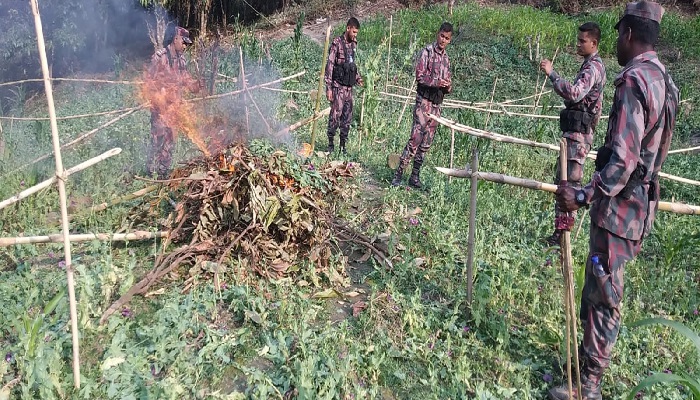 থানচিতে ফের ৪৫ একর পপি খেত ধ্বংস
