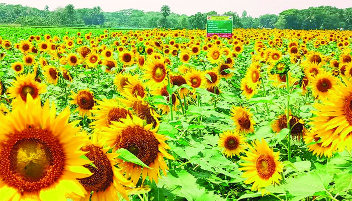 ডুমুরিয়ায় বাণিজ্যিকভাবে সূর্যমুখী চাষ