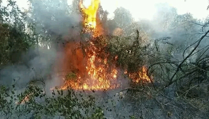 ধামইরহাট আলতা দীঘি শালবনে আগুন