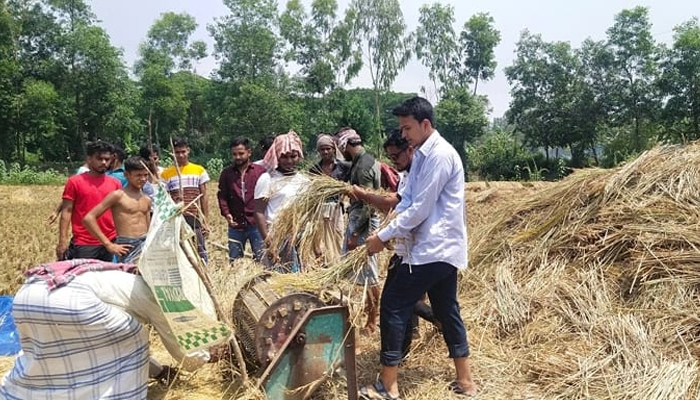 নোয়াখালীতে কৃষকের ধান কেটে দিল ছাত্রলীগ
