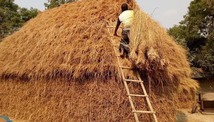 ফেনীতে খড়ের গাদায় চাপা পড়ে ২ শিশুসহ মায়ের মৃত্যু