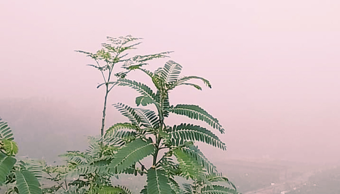 চট্টগ্রামে ঘন কুয়াশায় জাহাজ ও বিমান চলাচল বিঘ্নিত