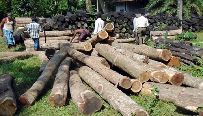 উজাড় হচ্ছে কাপ্তাইয়ের সংরক্ষিত বন
