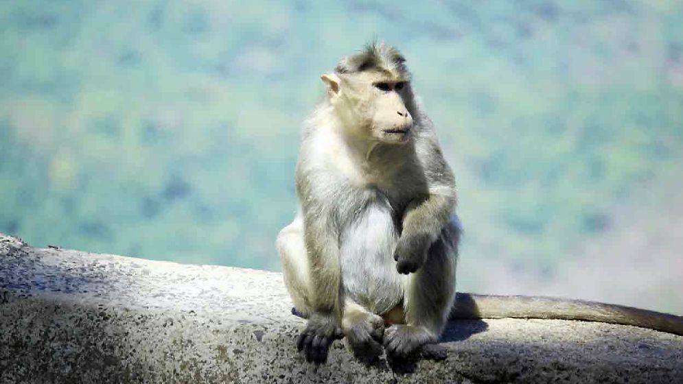 বানরের কারণে ৩ ব্যাংক কর্মকর্তা নিহত