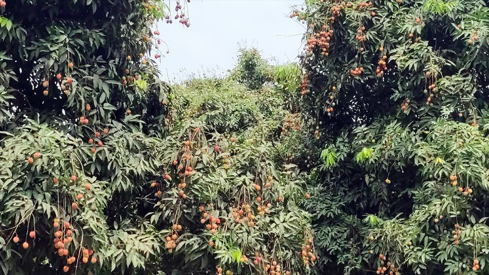 দিনাজপুরের লিচু বাজারে আসছে একসপ্তাহ পর
