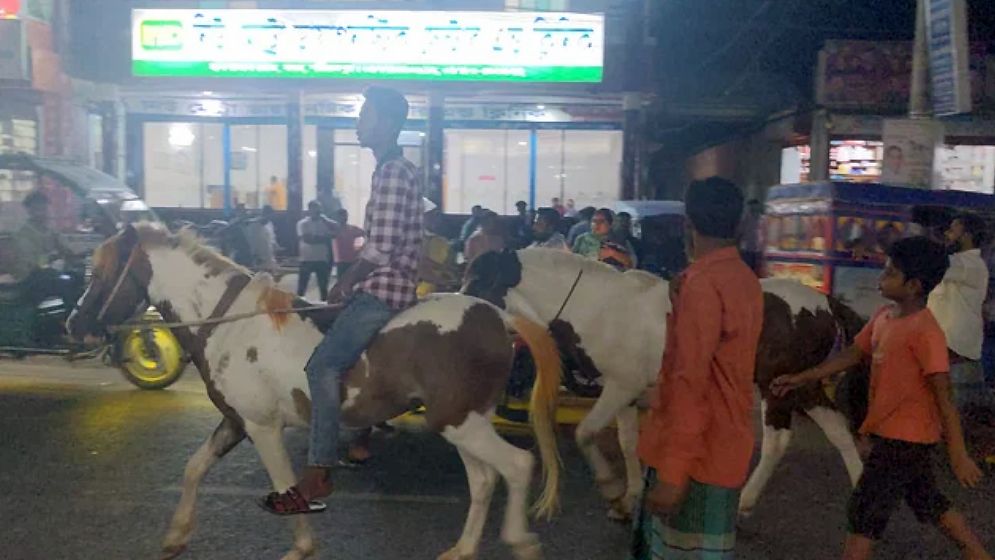 জীবন্ত ঘোড়া নিয়ে মিছিল করা চেয়ারম্যান প্রার্থীকে নোটিশ