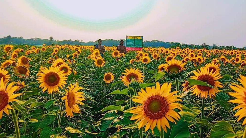 সূর্যমুখী চাষে কৃষকদের আগ্রহ বাড়ছে