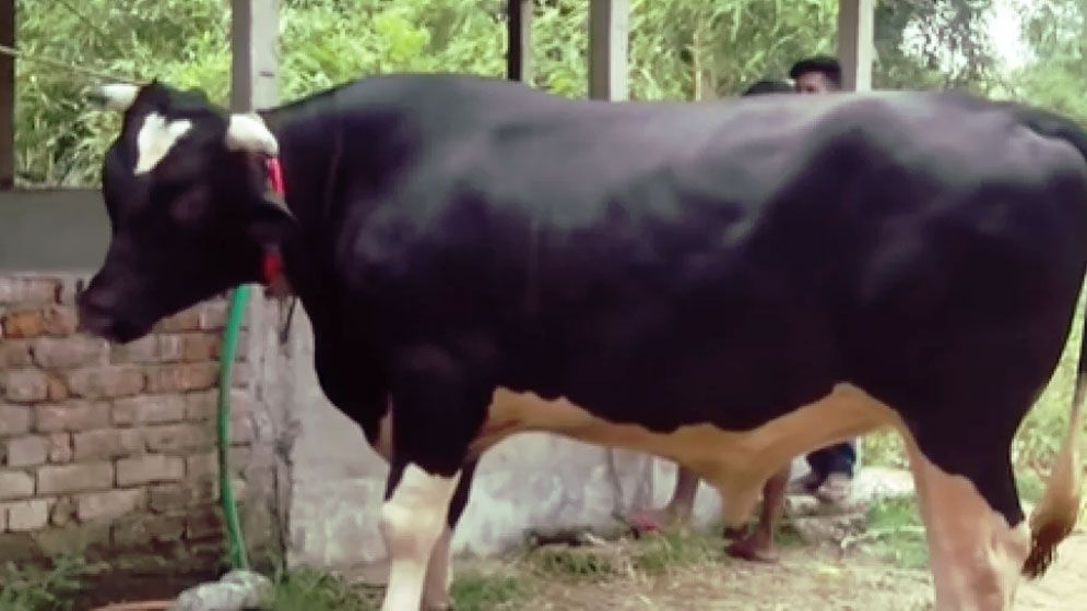যে কারণে ফ্রিজিয়ান গরুর নাম জায়েদ খান!