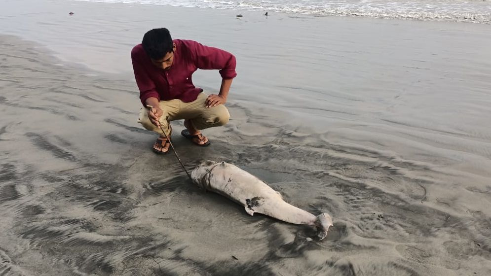 কুয়াকাটা সৈকতে ভেসে উঠেছে মৃত ডলফিন
