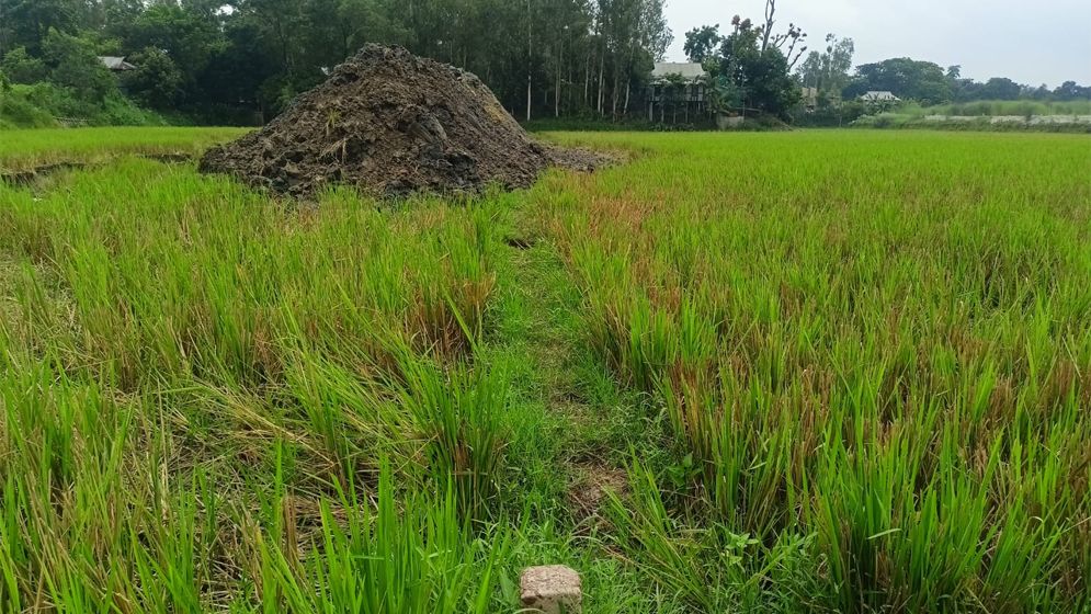 শ্রীনগরে প্রবাসীর কৃষি জমি দখলের পাঁয়তারা