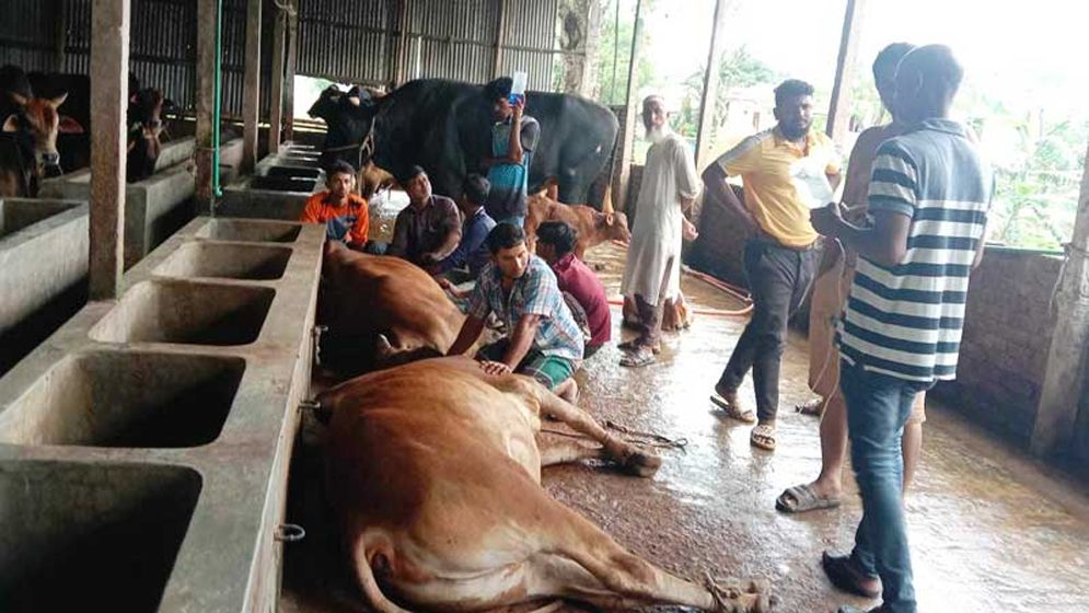 নেত্রকোনায় ঘাস খেয়ে ২৬ গরুর মৃত্যু