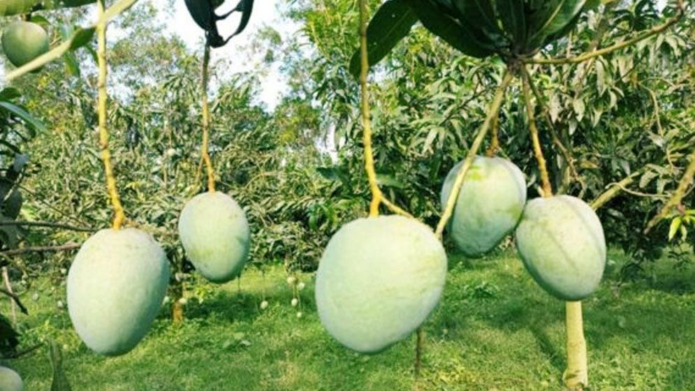 আম বাগান পরিদর্শনে যাচ্ছেন বিভিন্ন দেশের রাষ্ট্রদূতসহ মিশনপ্রধানরা