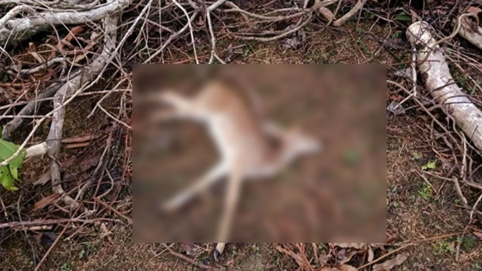 সুন্দরবন থেকে ১৩৪ হরিণের মরদেহ উদ্ধার