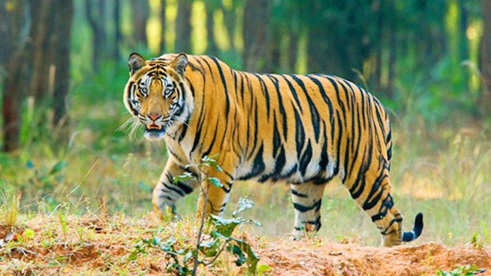 সুন্দরবনে বাঘের সংখ্যা বাড়লেও কমেনি হুমকি