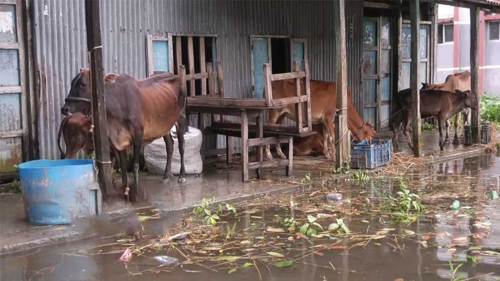 ৩ জেলায় অর্ধলক্ষ গবাদিপশুর মৃত্যু