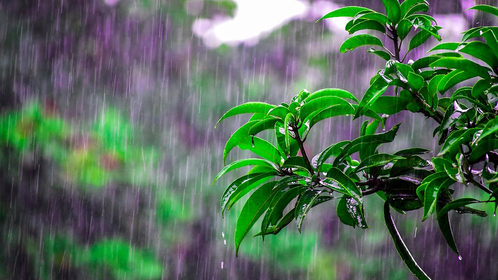 লঘুচাপ, বৃষ্টি ও তাপমাত্রা নিয়ে যে পূর্বাভাস দিলো আবহাওয়া অধিদপ্তর