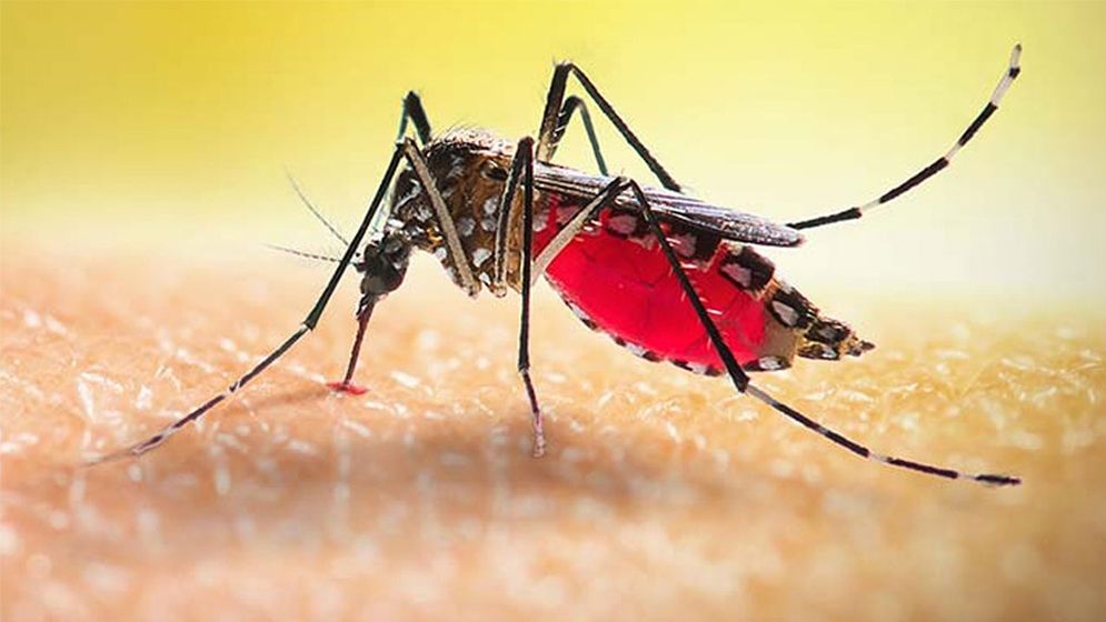 ডেঙ্গু মোকাবিলায় সরকারের ১০ টিম গঠন