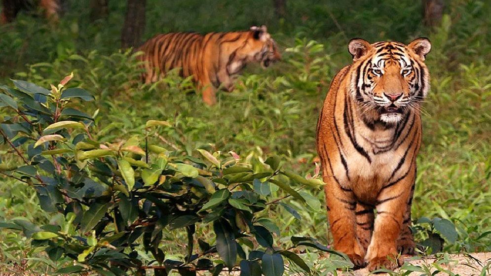 নিষেধাজ্ঞা শেষে খুলেছে সুন্দরবনের প্রবেশদ্বার 
