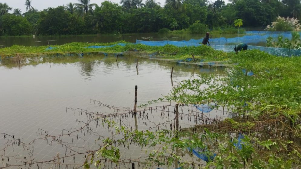তরমুজ চাষে কৃষকদের ভাগ্যবদল, আয় ১০০ কোটি টাকা
