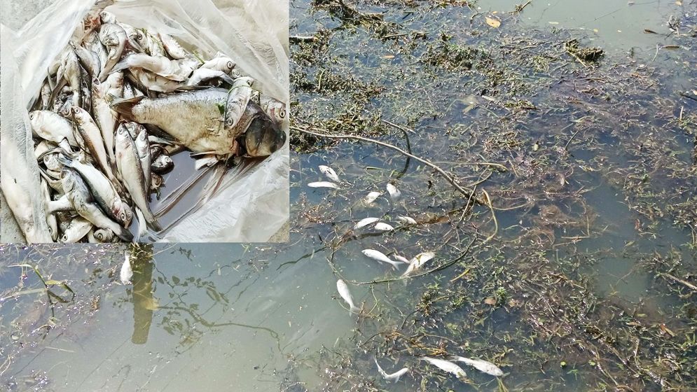 পুকুরে বিষ ঢেলে কয়েক লাখ টাকার মাছ নিধন