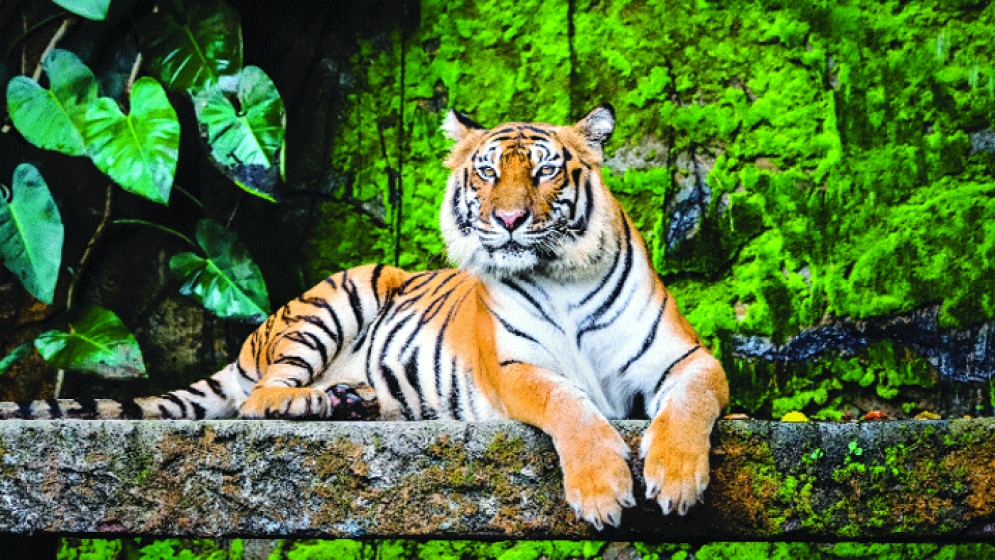 সুন্দরবনে বাঘের সংখ্যা ১২৫ 