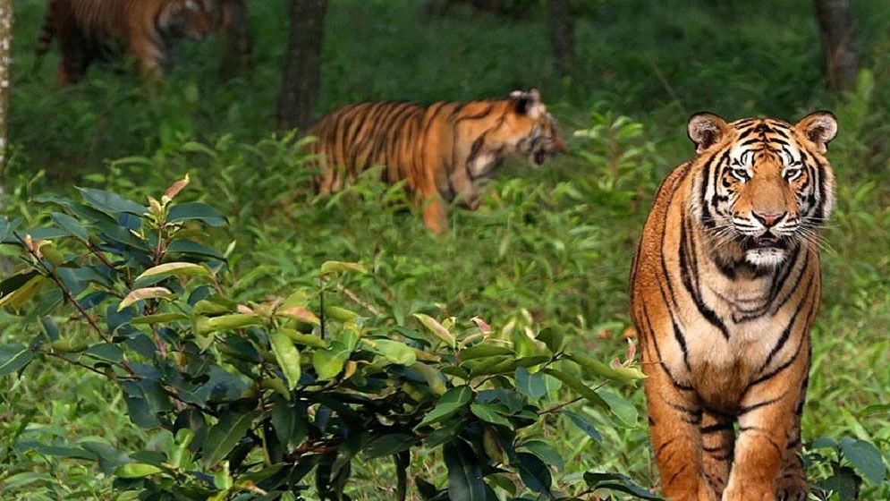 সুন্দরবনে বেড়েছে বাঘ : জরিপের ফলাফল প্রকাশ যেদিন 
