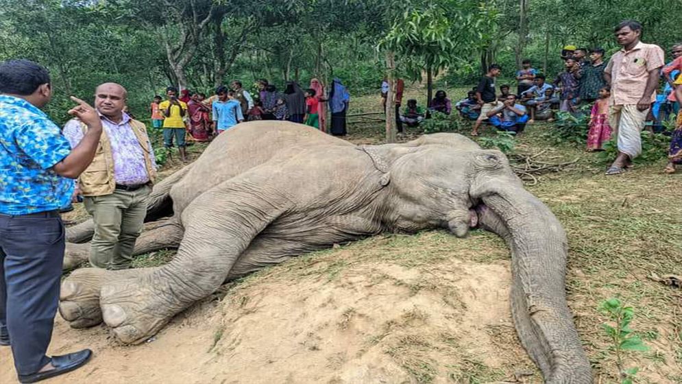 শেরপুরের  সীমান্তে বিদ্যুৎ ফাঁদে বন্যহাতির মৃত্যু, আটক ১ 