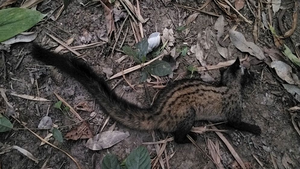 আলফাডাঙ্গায় বিরল প্রজাতির গন্ধগোকুল উদ্ধার