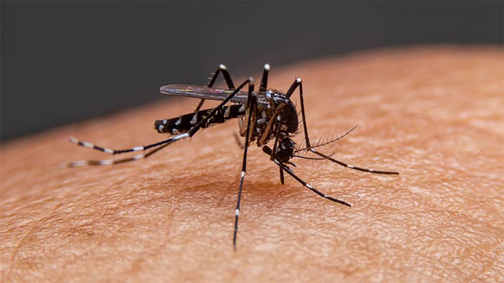 ডেঙ্গুতে দশ মাসে ৩০০ জনের মৃত্যু