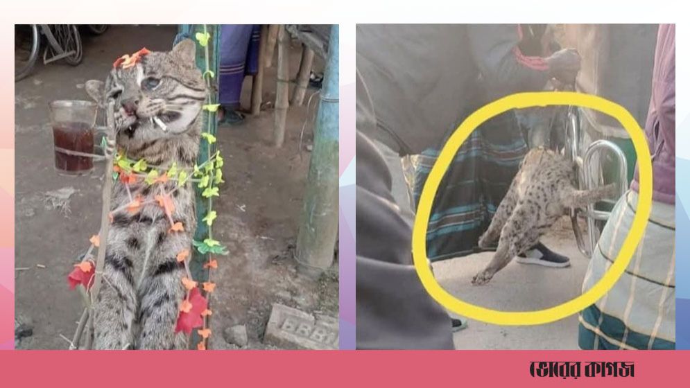 ফেসবুকে মেছো বিড়াল হত্যার ছবি ভাইরাল, অভিযুক্ত গ্রেপ্তার