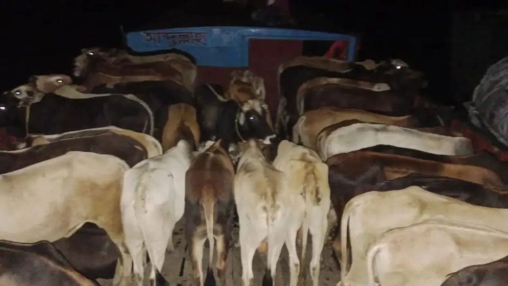 মধ্যনগর সীমান্তে আবারো বেড়েছে চোরাকারবার