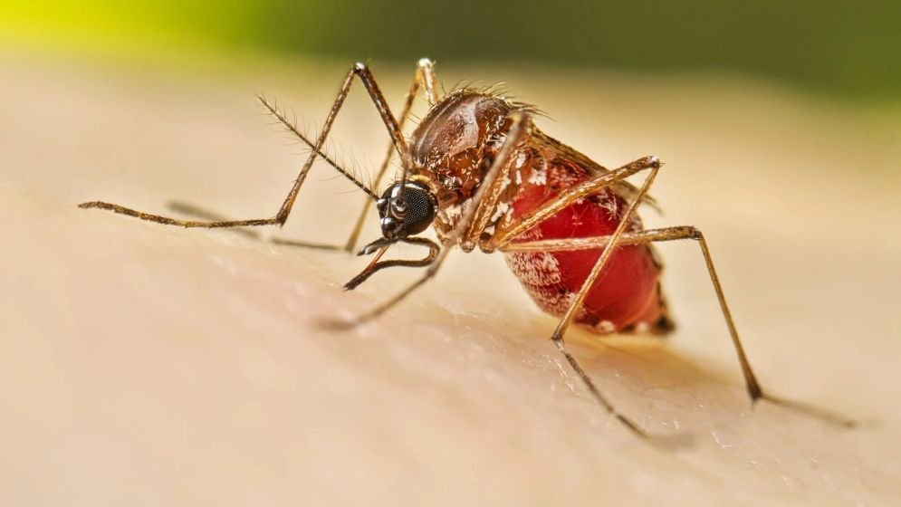 ডেঙ্গুতে আক্রান্ত লাখ ছাড়াল