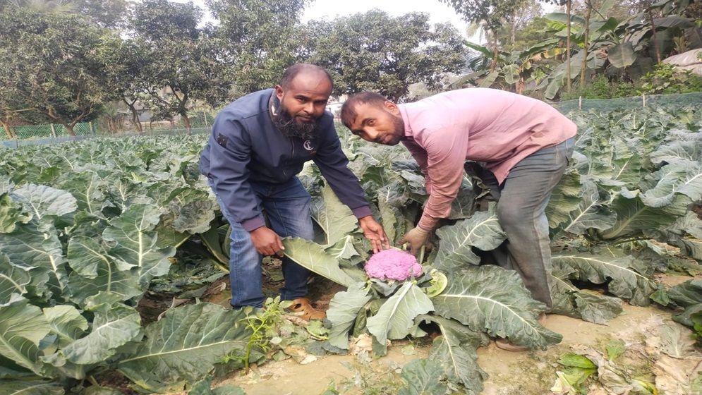 সিংগাইরে ব্যতিক্রম জাতের ফুলকপি চাষে প্রথমবারেই বাজিমাত! 