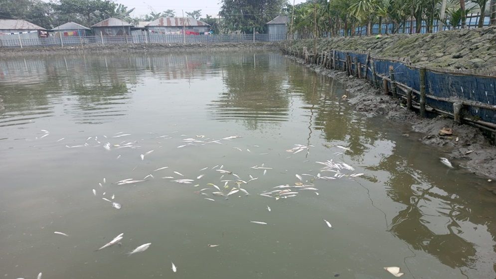 গঙ্গাচড়ায় পুকুরে বিষ প্রয়োগে ৫০ লাখ টাকার মাছ নিধন
