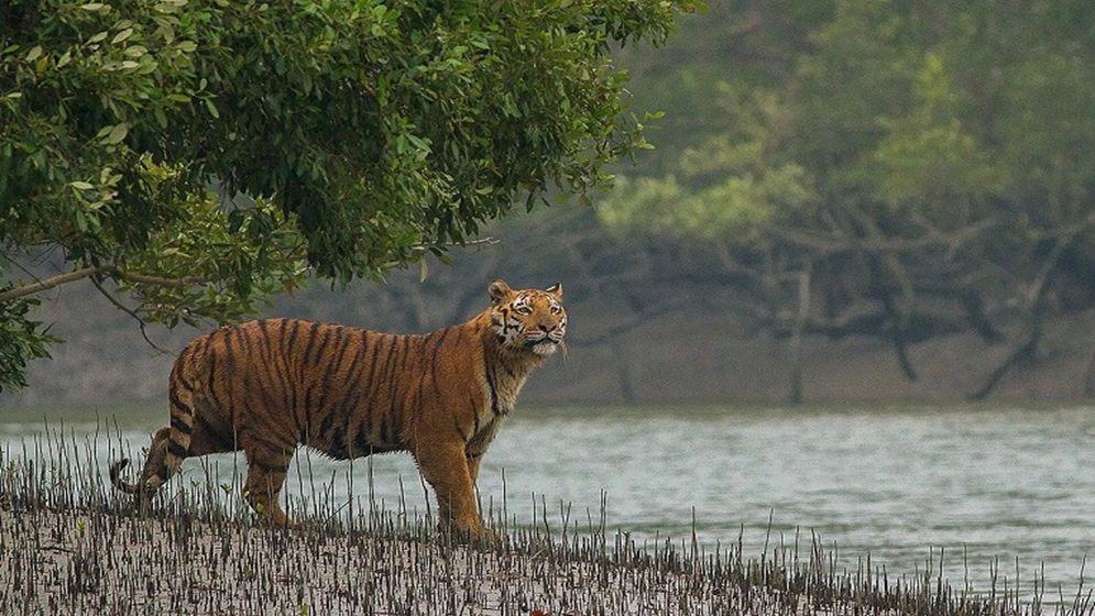 আজ সুন্দরবন দিবস