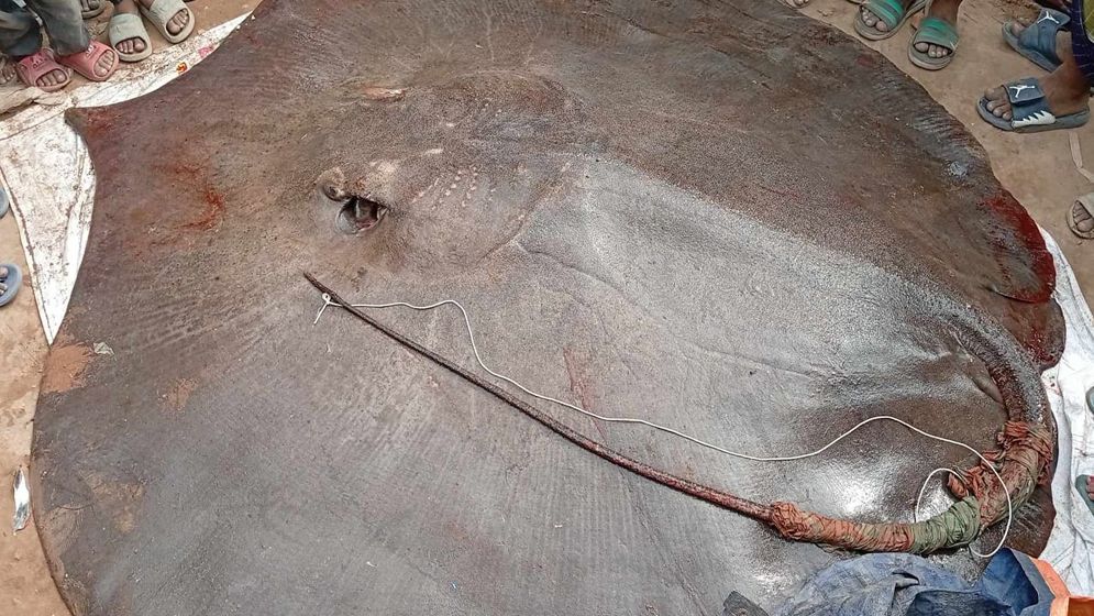 মেঘনায় ধরা পড়ল ৮ মণ ওজনের শাপলাপাতা মাছ