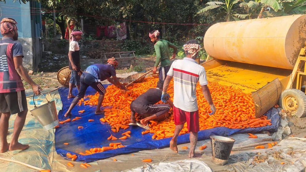 সিংগাইরে গাজরে বদলেছে চাষিদের ভাগ্য