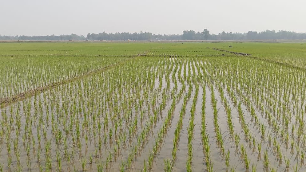  ১০ লাখ ৩৬ হাজার হেক্টর জমিতে পানি দিচ্ছে বিএমডিএ