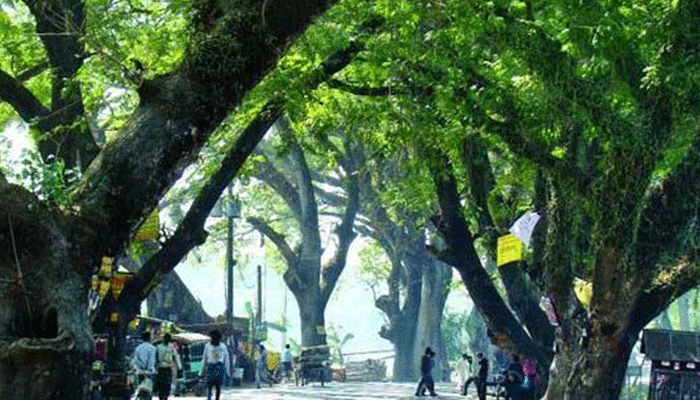 যশোরের শতবর্ষী গাছ কাটার সিদ্ধান্ত হাইকোর্টে স্থগিত