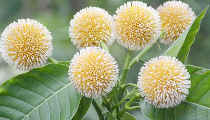 করোনাকালে অশ্রুবর্ষণের আষাঢ় এলো